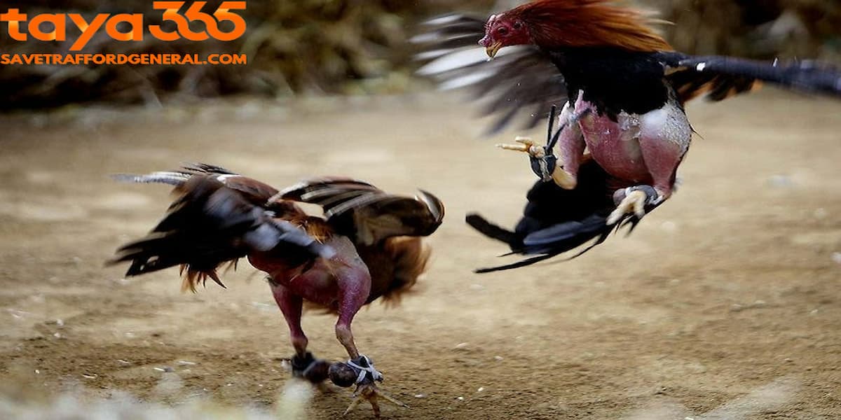 Mastering knowledge about roosters is crucial for making the most accurate decisions